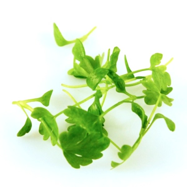 celery microgreens, micro celery, mikrozelenina zeler,